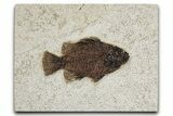 Detailed Fossil Fish (Cockerellites) - Wyoming #349275-1